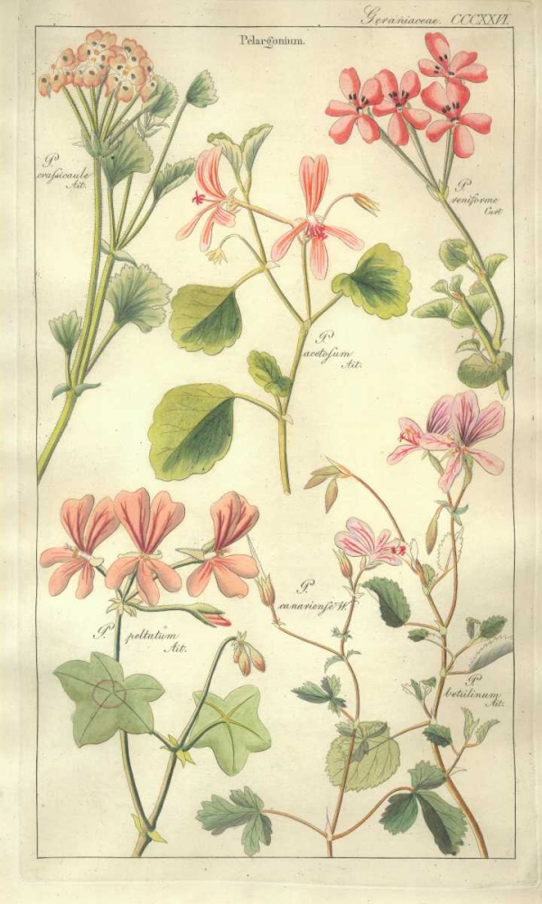 Geraniums art print by David Dietrich for $57.95 CAD