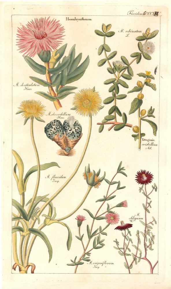 Ice Plant art print by David Dietrich for $57.95 CAD