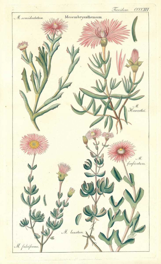Ice Plant art print by David Dietrich for $57.95 CAD