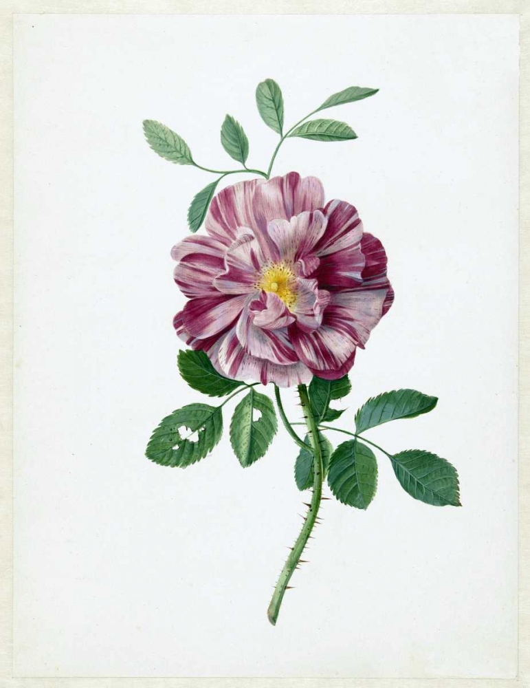 Rose art print by Dirck De Bray for $57.95 CAD