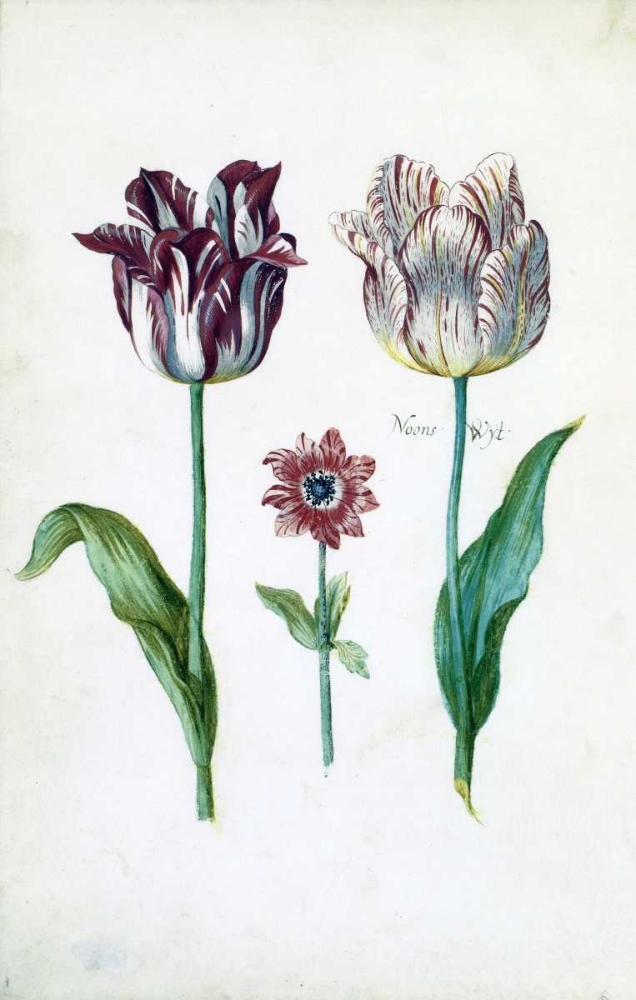 Tulips art print by Dirck De Bray for $57.95 CAD