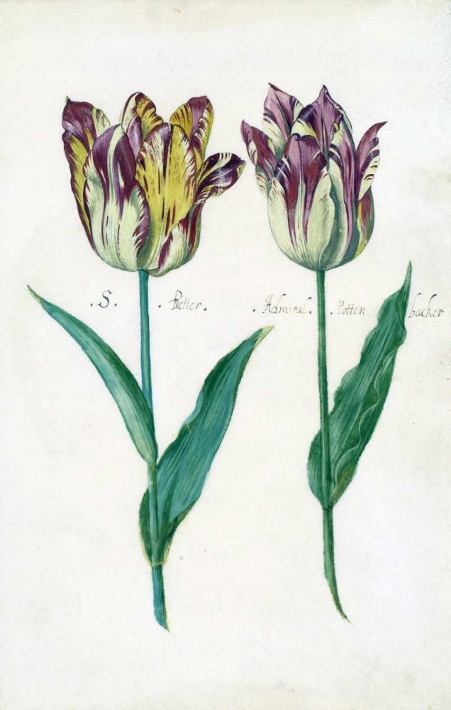 Tullips art print by Dirck De Bray for $57.95 CAD