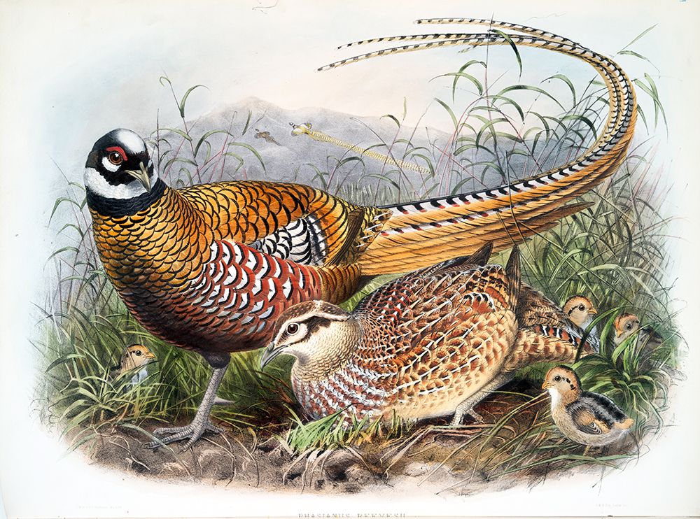 Reeves Pheasants art print by David Elliot for $57.95 CAD