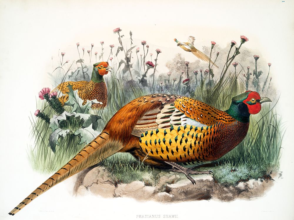 Shaws Pheasant art print by David Elliot for $57.95 CAD