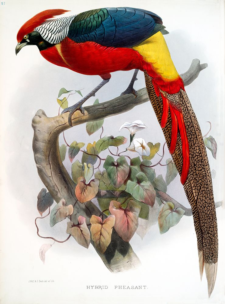 Hybrid Pheasant art print by David Elliot for $57.95 CAD