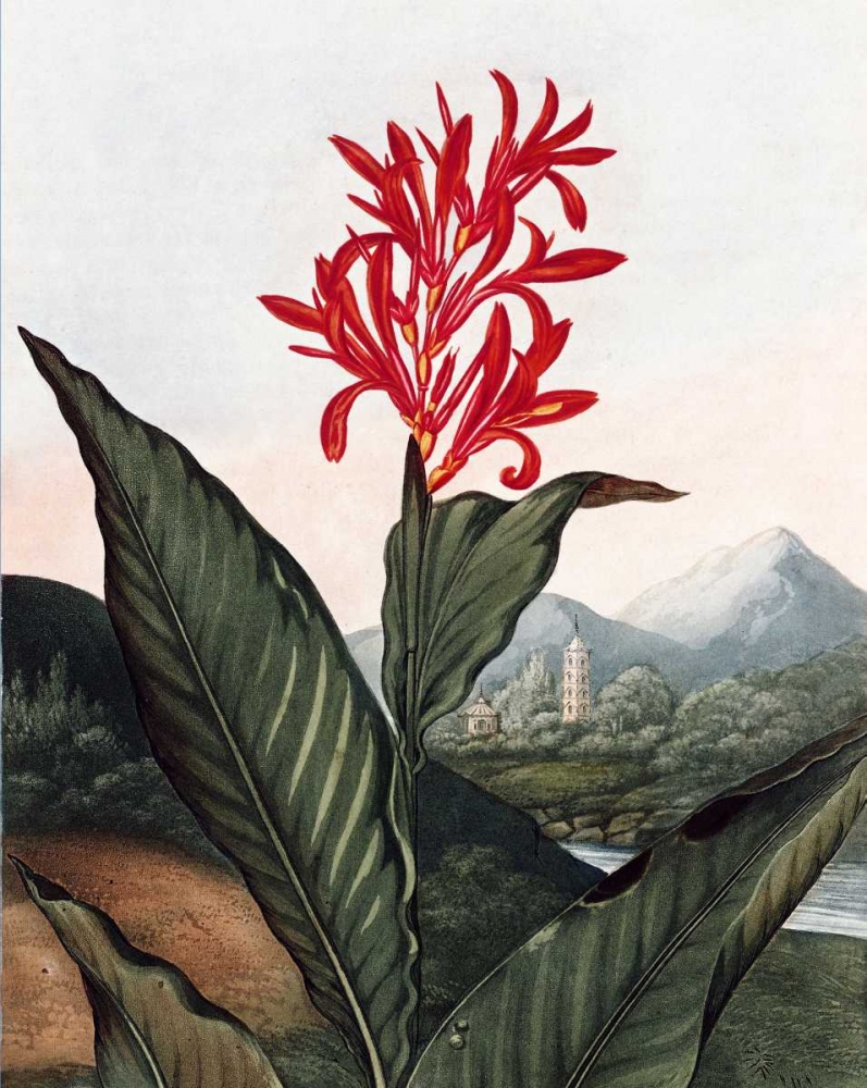 Indian Reed art print by Dr R Thornton for $57.95 CAD