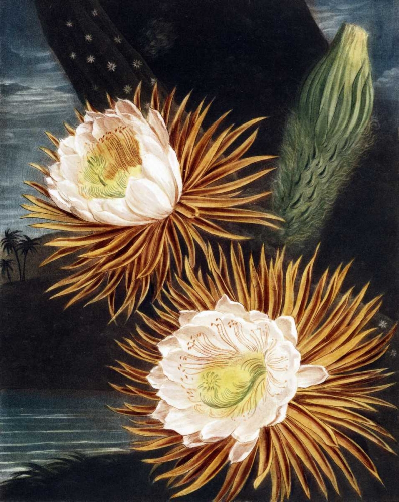 Cereus art print by Dr R Thornton for $57.95 CAD