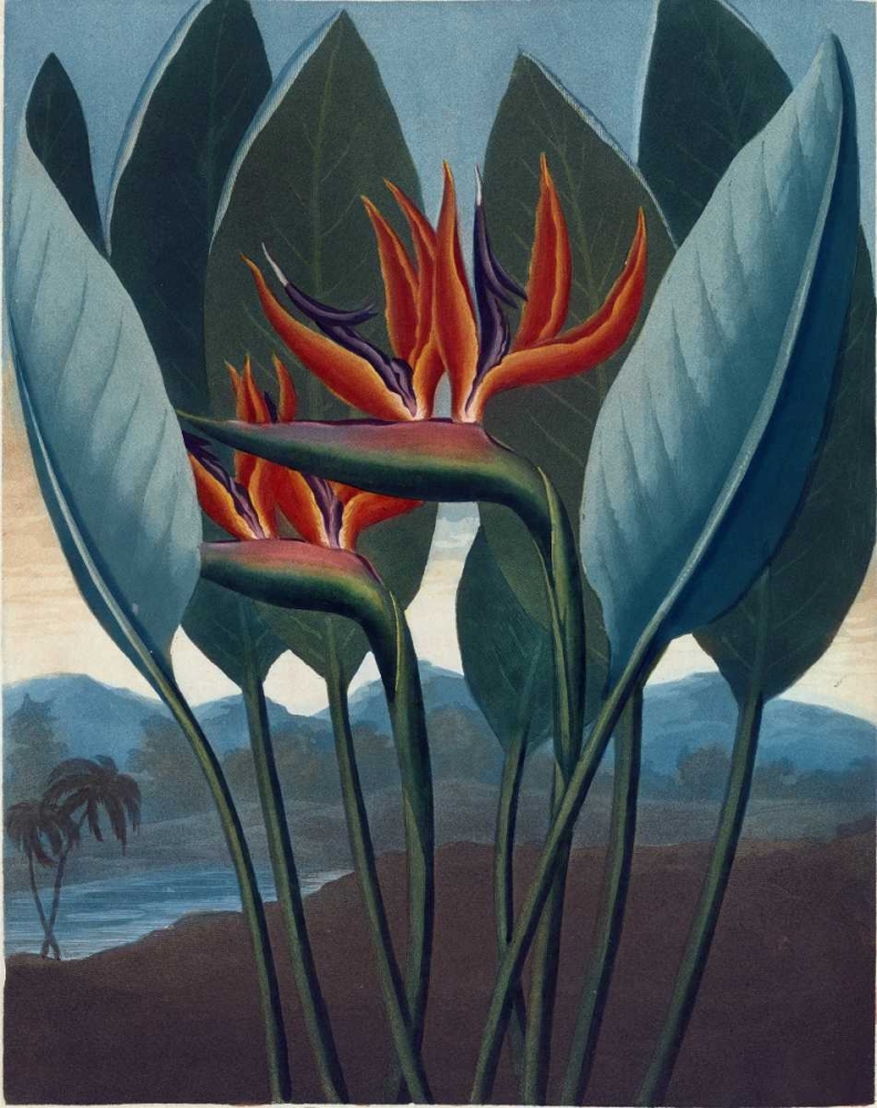 Strelizia art print by Dr R Thornton for $57.95 CAD