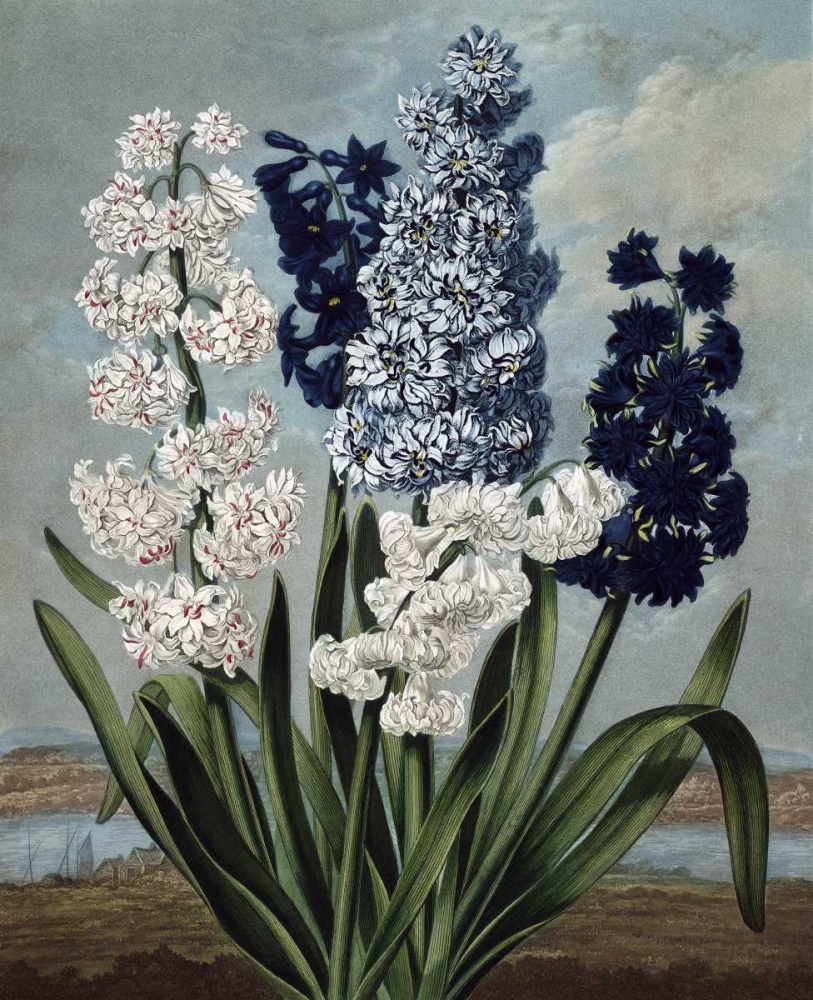 Hyacinth art print by Dr R Thornton for $57.95 CAD