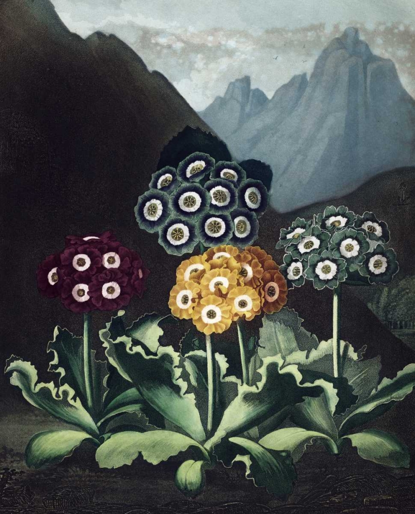 Auriculas art print by Dr R Thornton for $57.95 CAD