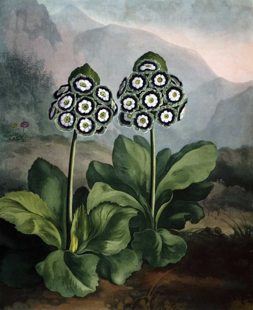 Auriculas art print by Dr R Thornton for $57.95 CAD