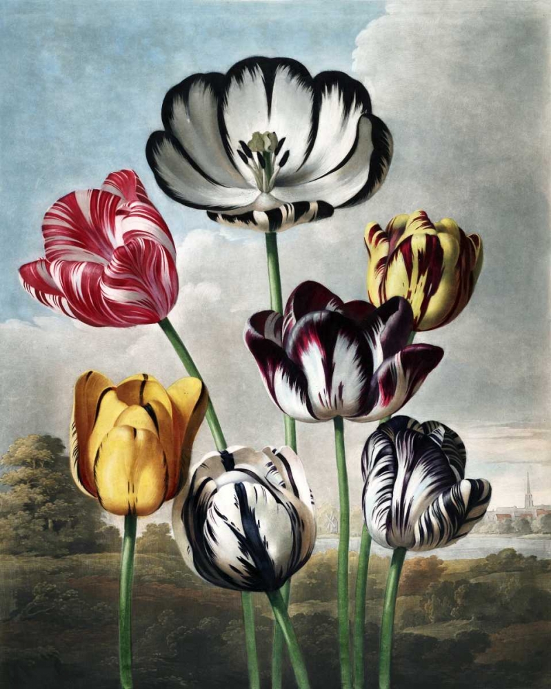 Tulips art print by Dr R Thornton for $57.95 CAD