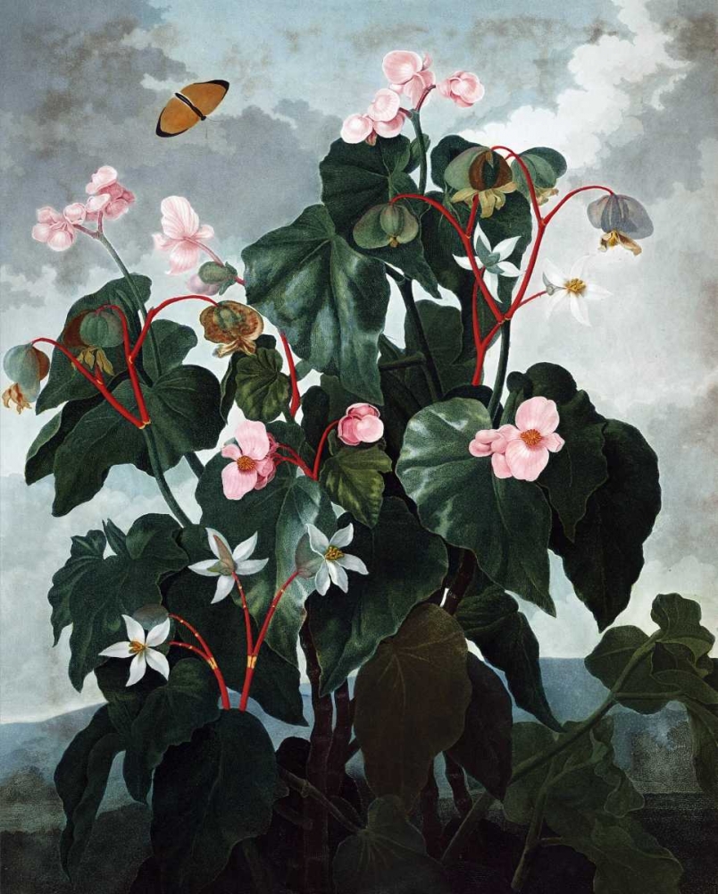 Begonia art print by Dr R Thornton for $57.95 CAD