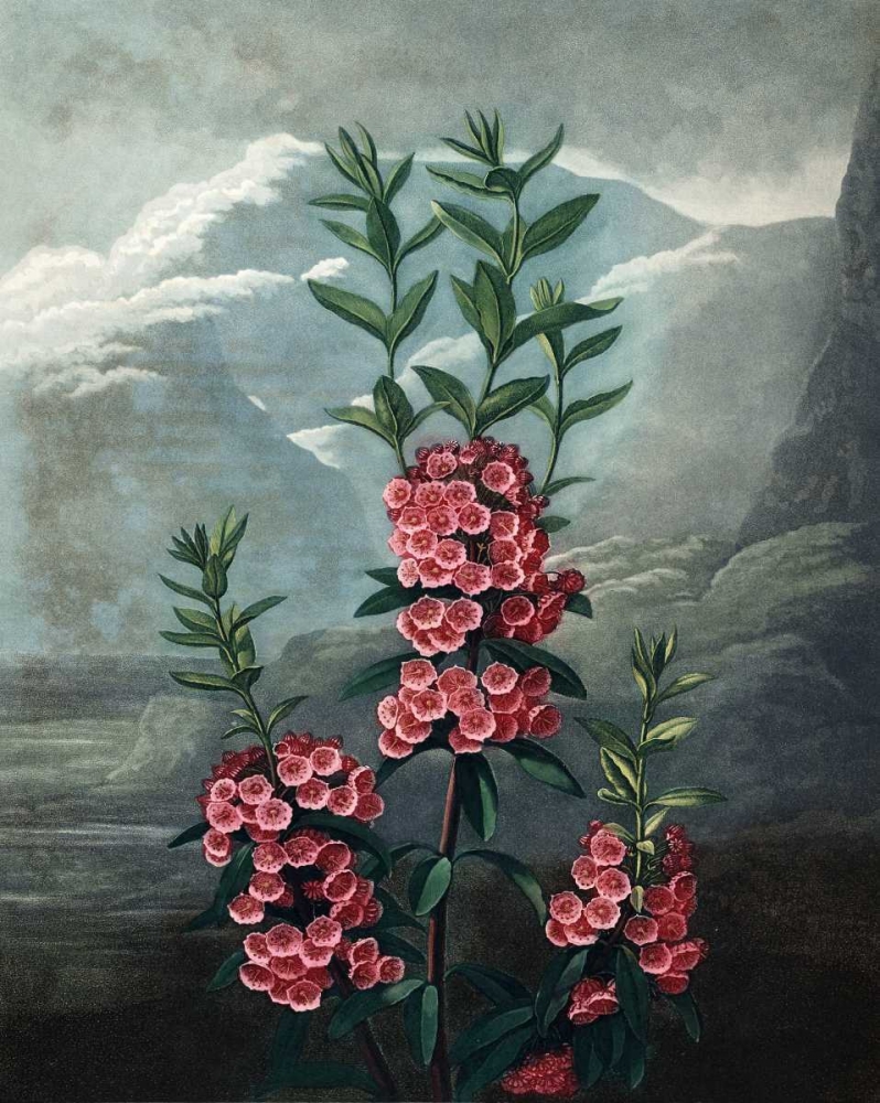 Narrow Leaved  Kalmia art print by Dr R Thornton for $57.95 CAD