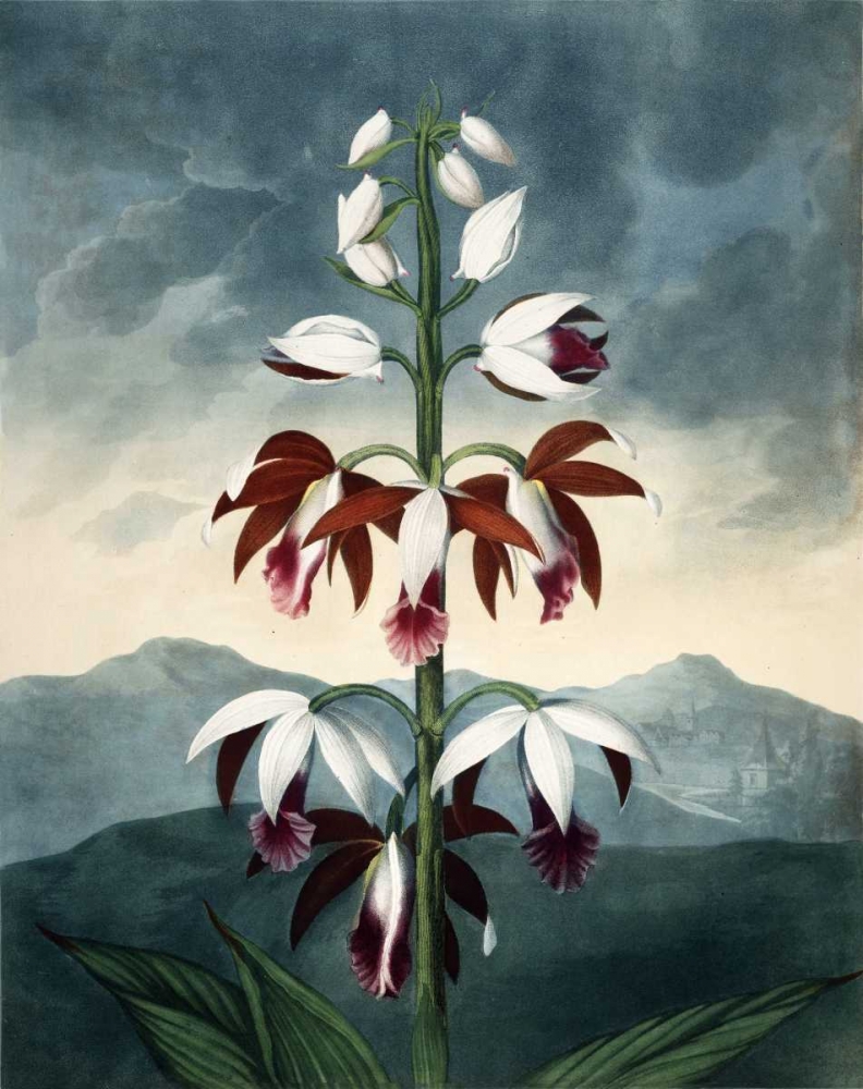 China Limaderen art print by Francois A. Michaux for $57.95 CAD