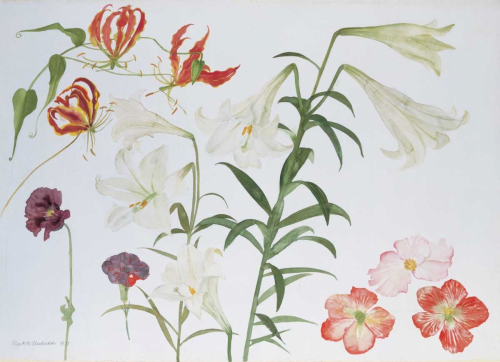 Lilies and Begonias art print by Elizabeth Blackadder for $57.95 CAD