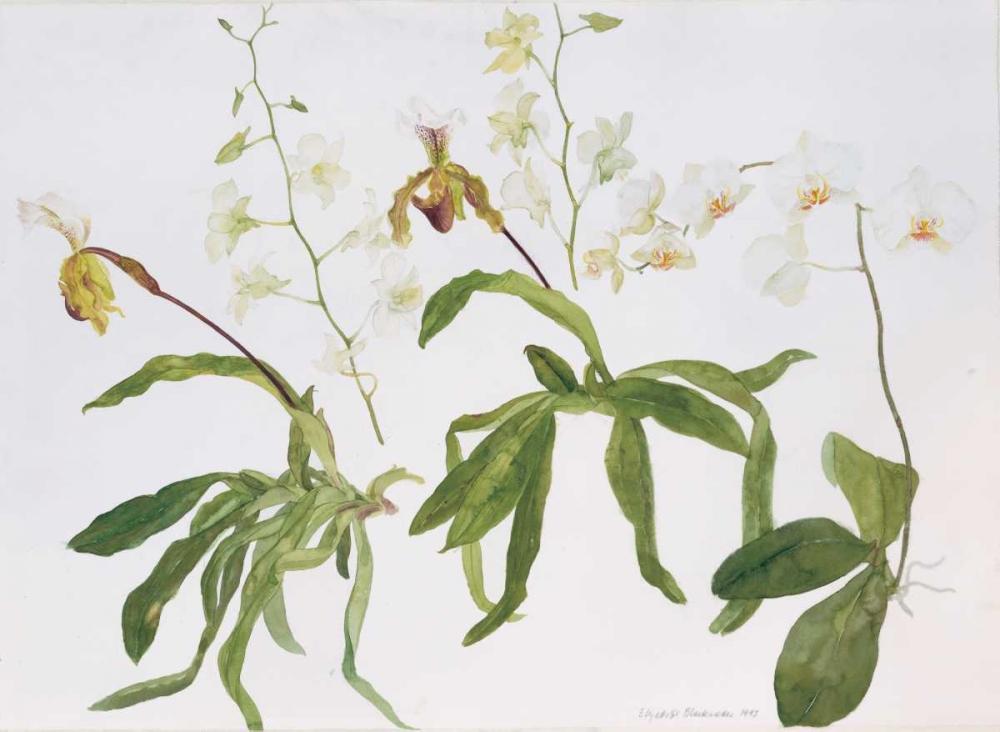 Orchids, Paphiopedilum and Dendrobium art print by Elizabeth Blackadder for $57.95 CAD