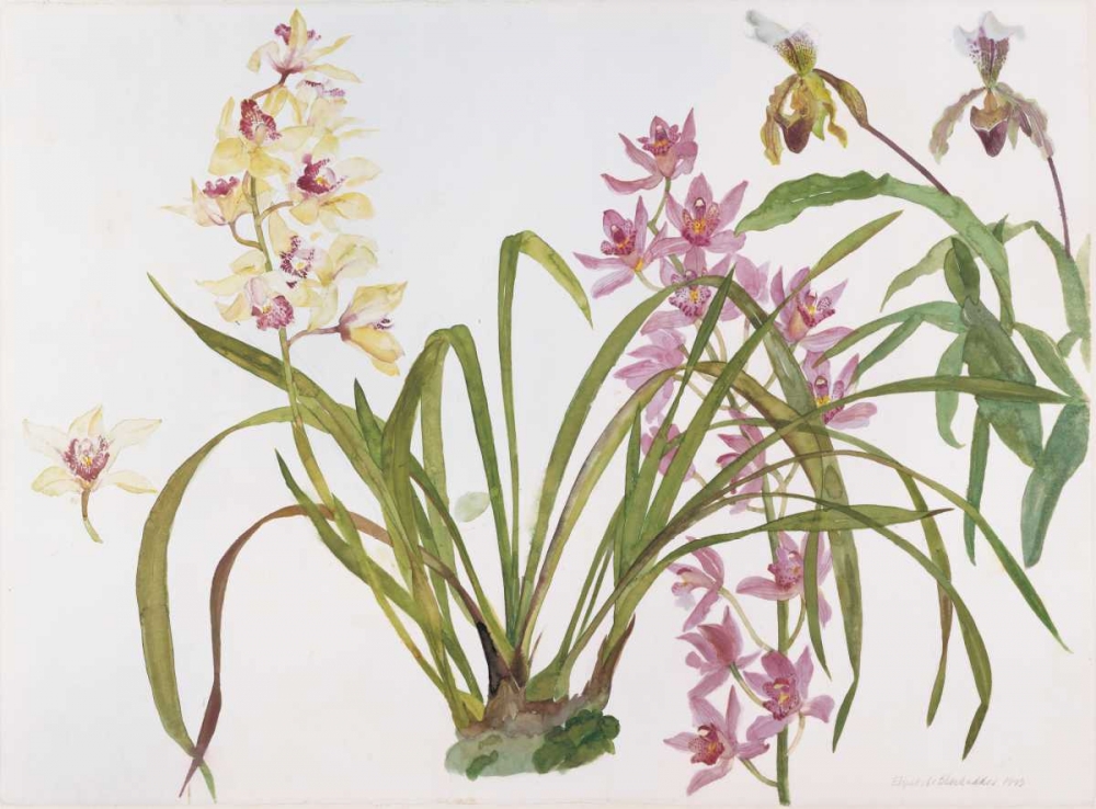 Orchids, Paphiopedilum and Cymbidium art print by Elizabeth Blackadder for $57.95 CAD