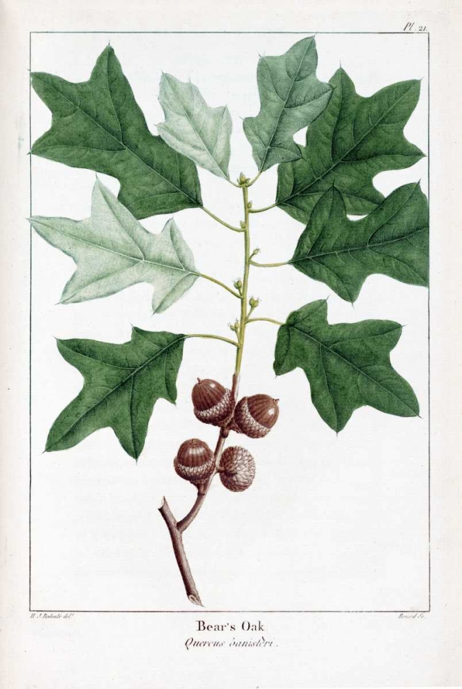 Bears Oak art print by Francois A. Michaux for $57.95 CAD