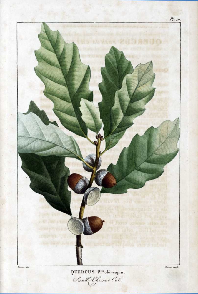 Small Chestnut Oak art print by Francois A. Michaux for $57.95 CAD