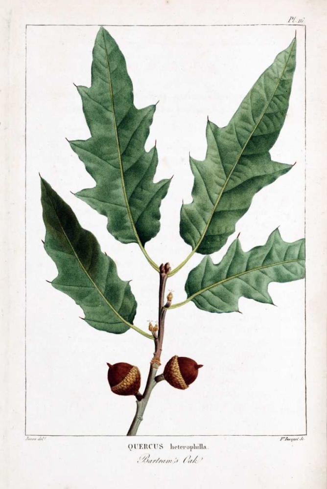 Bartrams Oak art print by Francois A. Michaux for $57.95 CAD