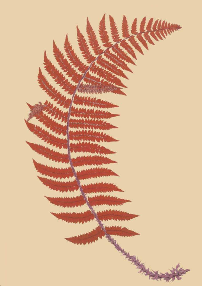 Soft Prickly Shield Fern art print by Francis George Heath for $57.95 CAD