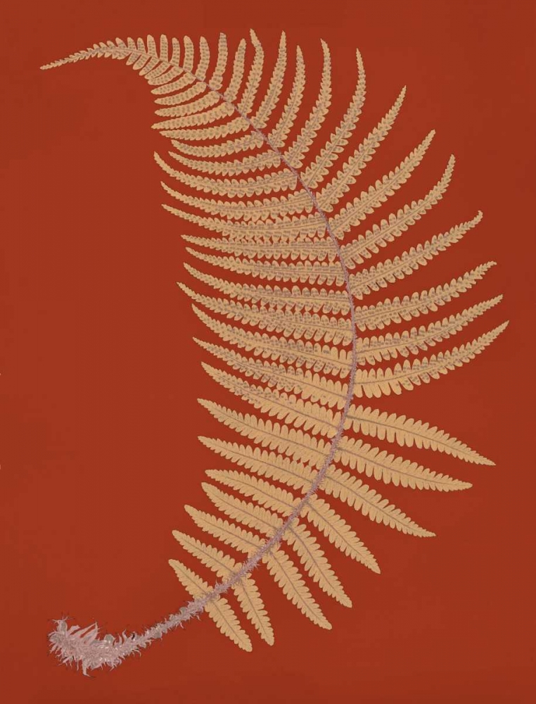 Male Fern art print by Francis George Heath for $57.95 CAD
