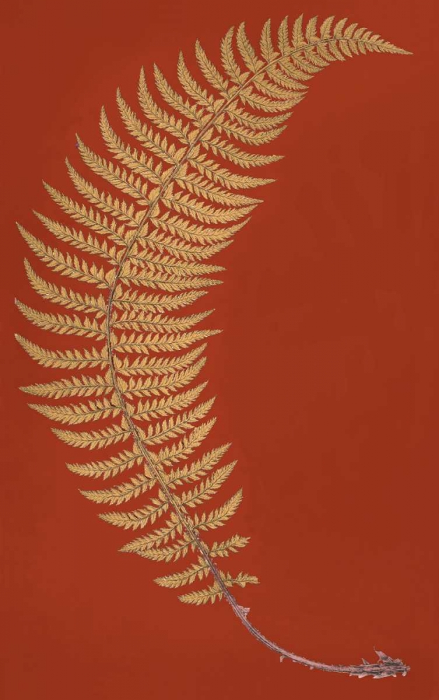 Hard Prickly Shied Fern art print by Francis George Heath for $57.95 CAD