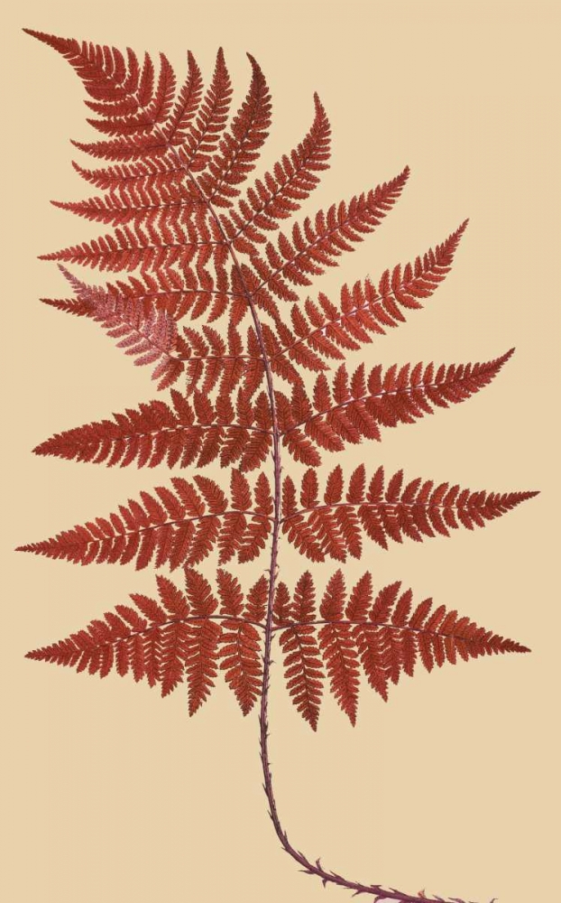 Broad Buckler Fern art print by Francis George Heath for $57.95 CAD