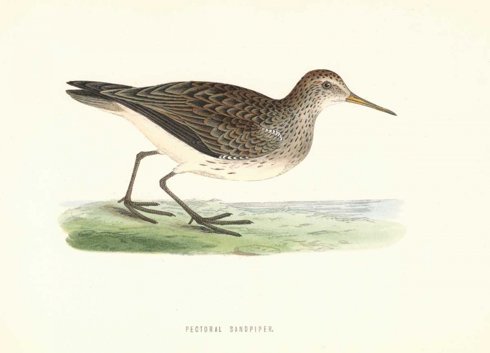 Pectoral Sandpiper art print by Rev FO Morris for $57.95 CAD