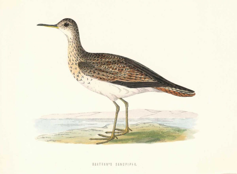 Bartrams Sandpiper art print by Rev FO Morris for $57.95 CAD