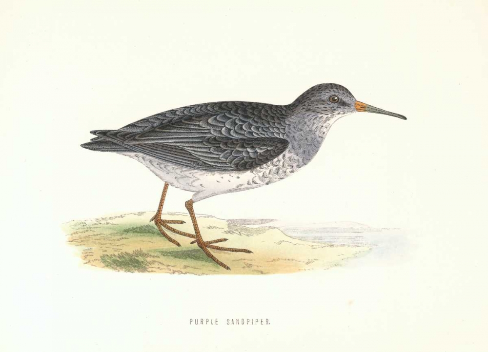 Purple Sandpiper art print by Rev FO Morris for $57.95 CAD
