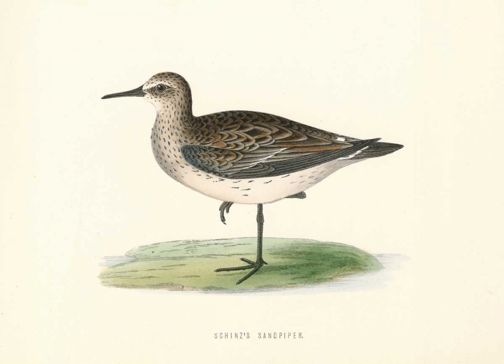 Schinzs Sandpiper art print by Rev FO Morris for $57.95 CAD