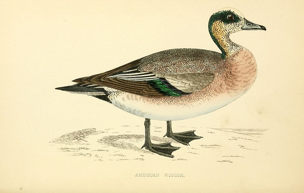 American Wigeon art print by Rev FO Morris for $57.95 CAD