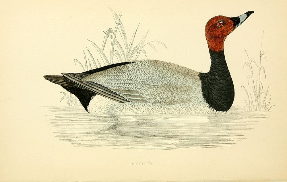 Pochard art print by Rev FO Morris for $57.95 CAD