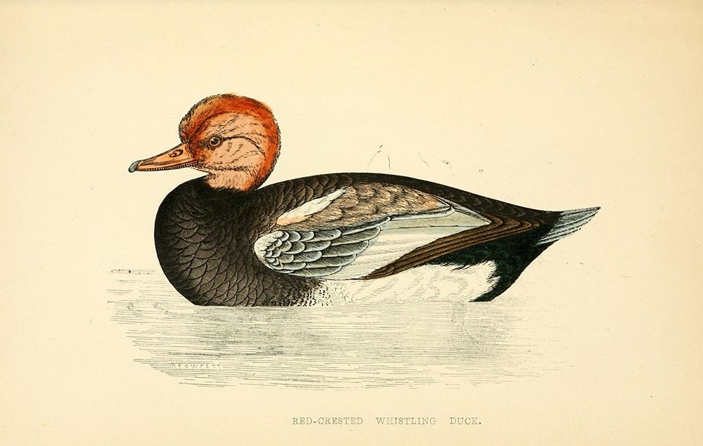 Red Crested Whistling Duck art print by Rev FO Morris for $57.95 CAD