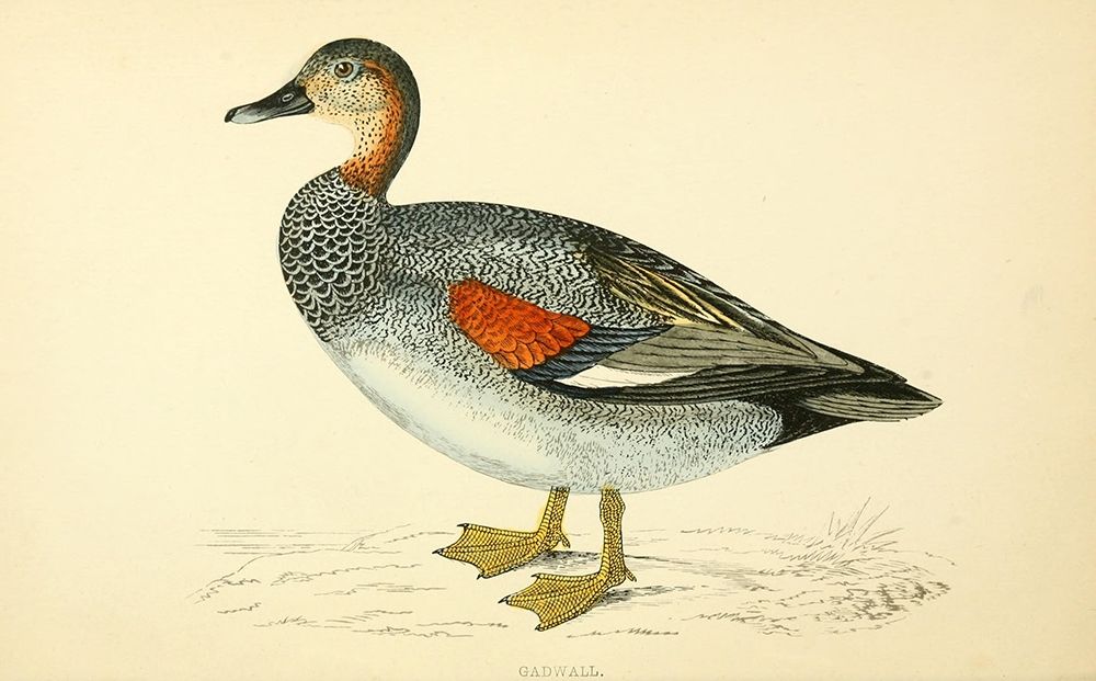 Gadwall art print by Rev FO Morris for $57.95 CAD