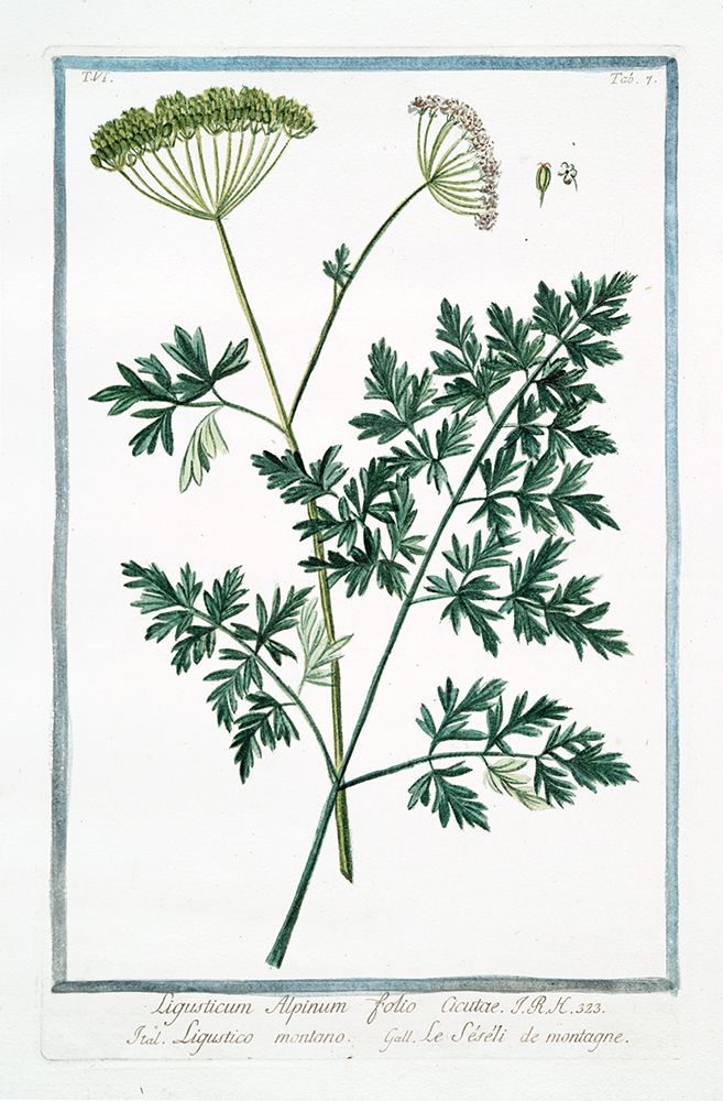 Cow Parsley 1 art print by Giorgio Bonelli for $57.95 CAD