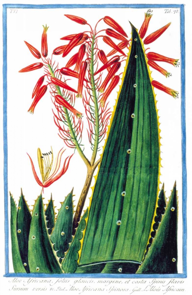 Aloe Africana art print by Giorgio Bonelli for $57.95 CAD