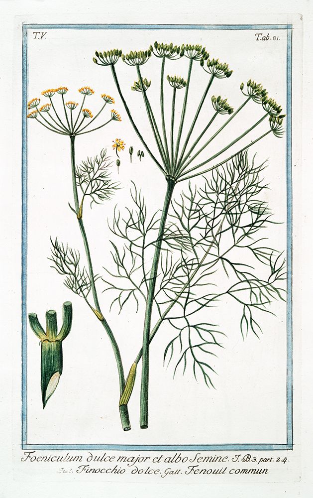Cow Parsley 2 art print by Giorgio Bonelli for $57.95 CAD