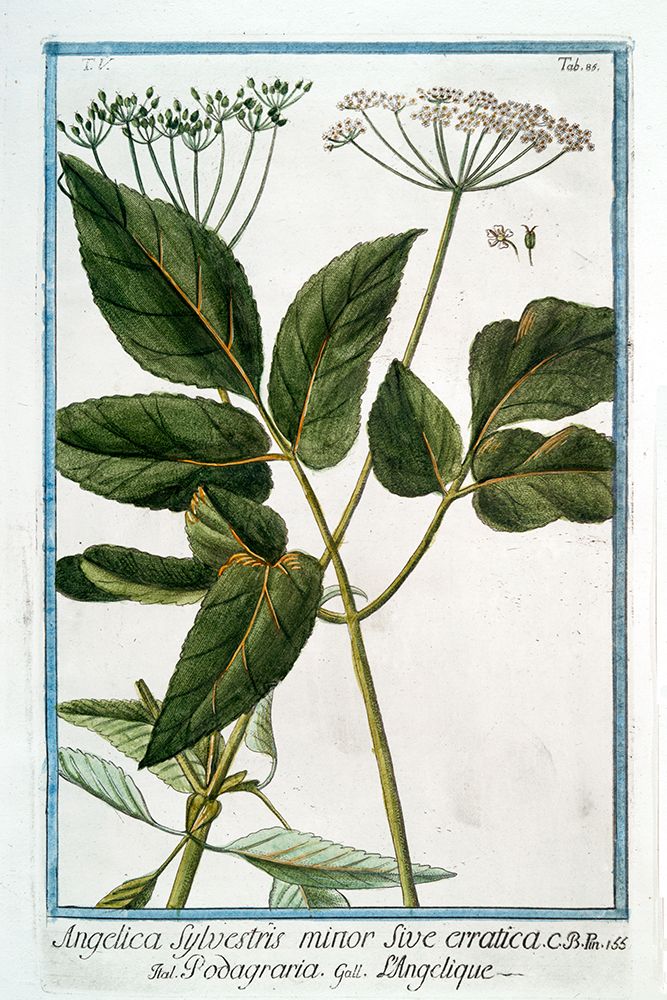 Cow Parsley 3 art print by Giorgio Bonelli for $57.95 CAD