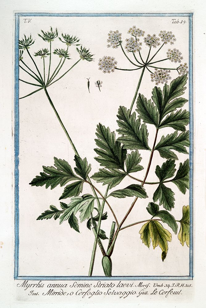 Cow Parsley 4 art print by Giorgio Bonelli for $57.95 CAD