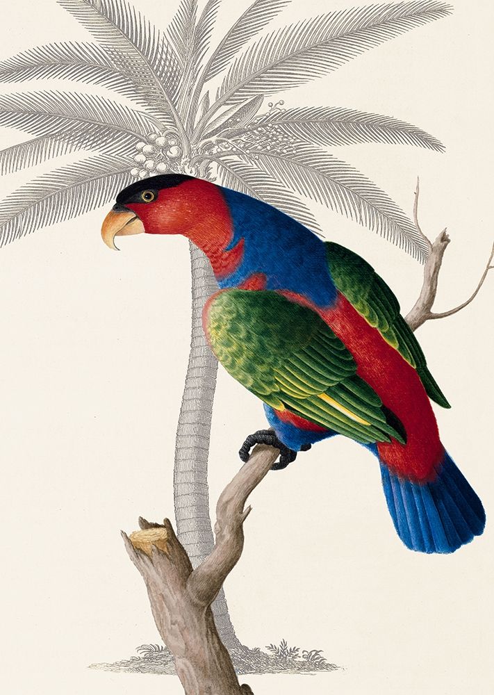 Palm/Lory Parrot art print by Ehret-De Bevere for $57.95 CAD