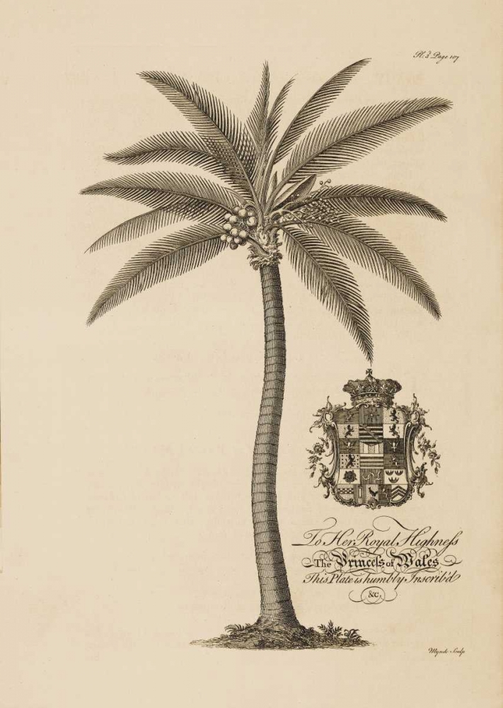 Coconut Palm art print by Georg Ehret for $57.95 CAD