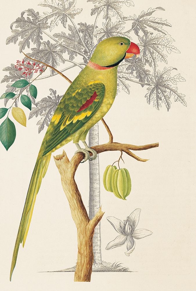 Palm/Parakeet art print by Ehret-De Bevere for $57.95 CAD