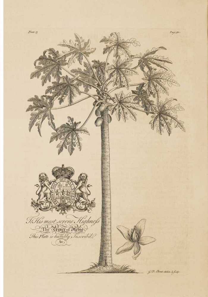 Papaya Tree art print by Georg Ehret for $57.95 CAD