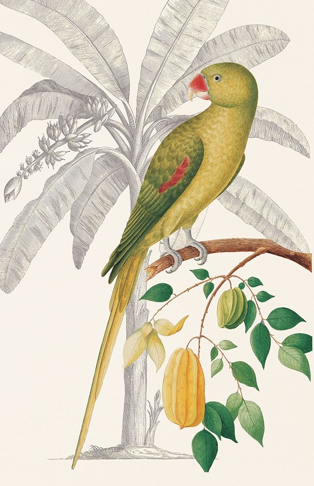 Palm/Parakeet art print by Ehret-De Bevere for $57.95 CAD