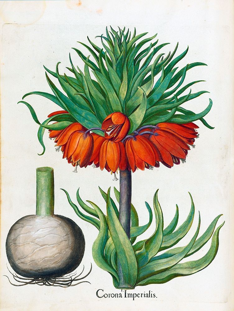 Corona Imperialis art print by Basilius Besler for $57.95 CAD