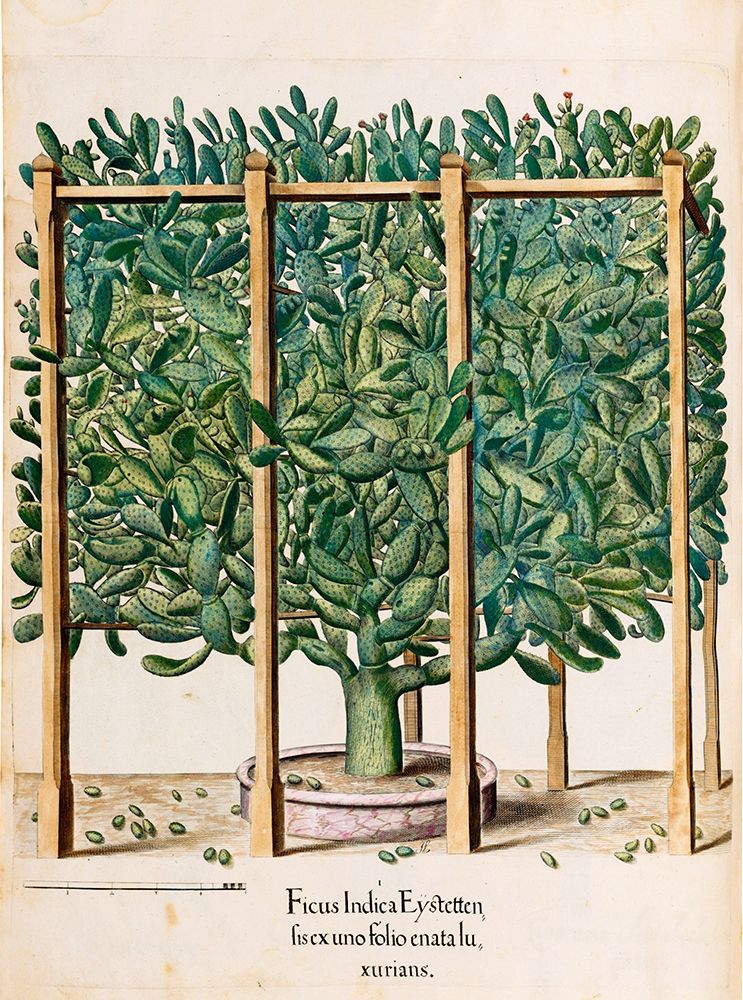 Ficus art print by Basilius Besler for $57.95 CAD