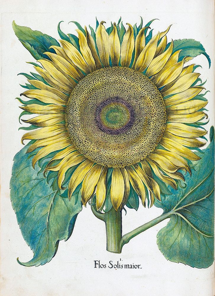 Sunflower art print by Basilius Besler for $57.95 CAD
